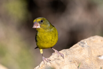 Close-up Shot of European Greenfinch (Chloris Chloris)