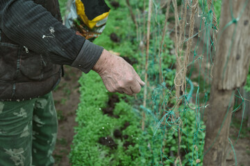 Obraz premium Fertilizing the garden by bio granular fertilizer for better conditions of garden