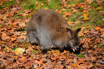In fall a wallaby is a small or middle-sized macropod native to Australia and New Guinea,