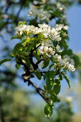 Gałązka drzewa z białymi kwiatami