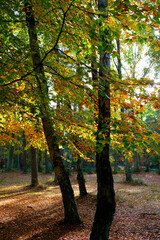 Im Herbstwald