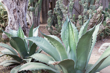 Two agave plants in a desert garden.