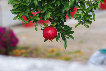 red pomegranate ripe isolated fruit on a tree branch in autumn season