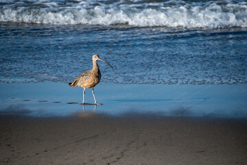 Long-billed Curlew Walking on Beach