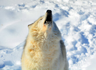 In winter gray or grey wolf howling, also timber or western wolf is a canine native to the wilderness and remote areas of Eurasia and North America. It is the largest extant member of its family