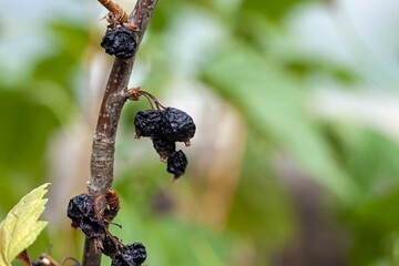 Dry blackcurrant fruits on a branch