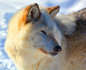 In winter gray or grey wolf, also timber or western wolf is a canine native to the wilderness and remote areas of Eurasia and North America. It is the largest extant member of its family