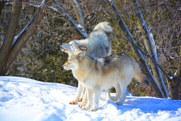 In winter gray or grey wolf, also timber or western wolf is a canine native to the wilderness and remote areas of Eurasia and North America. It is the largest extant member of its family