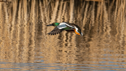 Northern Shoveler Drake in Flight