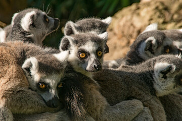 ring tail lemur