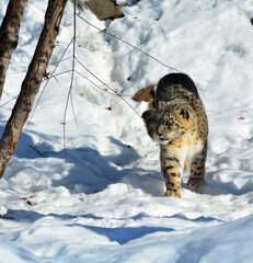 The snow leopard is a large cat native to the mountain ranges of Central and South Asia. It is listed as endangered on the IUCN Red List of Threatened Species