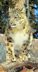 Fototapeta premium The snow leopard is a large cat native to the mountain ranges of Central and South Asia. It is listed as endangered on the IUCN Red List of Threatened Species