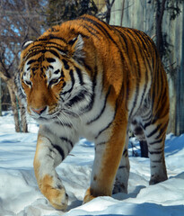 Fototapeta na wymiar Amur Siberian tiger is a Panthera tigris tigris population in the Far East, particularly the Russian Far East and Northeast China