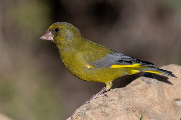 Close-up Shot of European Greenfinch (Chloris Chloris)