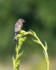 Juvenile Easetrn Bluebird