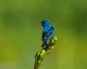 Male Indigo Bunting