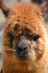 Fototapeta premium Alpaca is a domesticated species of South American camelid. It resembles a small llama in appearance.Alpacas are kept in herds that graze on the level heights of the Andes of southern Peru