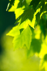 Naklejka na ściany i meble Sunlit green maple leaves background