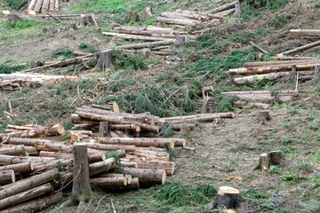 Freshly felled trees in the Thuringian Forest, Germany