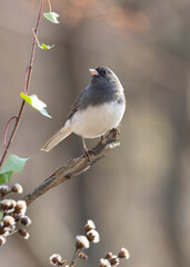 Junco on perch