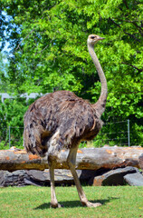 Ostrich is one or two species of large flightless birds native to Africa, the only living member(s) of the genus Struthio.