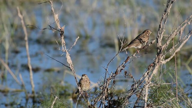 Corn bunting Miliaria calandra sitting on a branch.