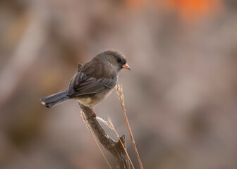 Junco on perch