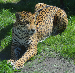 Fototapeta na wymiar Jaguar in wild, a cat feline in the Panthera genus only extant Panthera species native to the Americas. Jaguar is the third-largest feline after the tiger and lion, and the largest in the Americas.