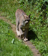Naklejka na ściany i meble Canada lynx couple or Canadian lynx is a North American mammal of the cat family, Felidae
