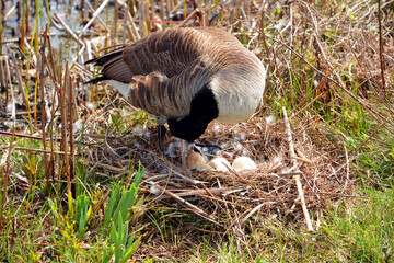 Canada goose nest and eggs is a large wild goose species with a black head and neck, white patches on the face, and a brown body. Native to arctic and temperate regions of North America