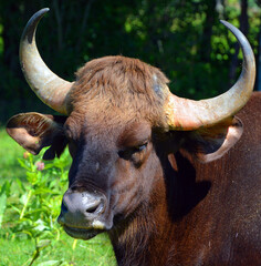 The gaur or Indian bison, is the largest extant bovine, native to South Asia and Southeast Asia. It has been listed as Vulnerable on the IUCN Red List since 1986.