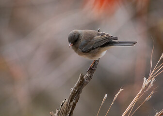 Junco on perch