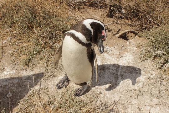 penguin on the rocks valdez penisula