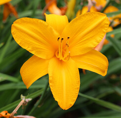 Amaryllis is the only genus in the subtribe Amaryllidinae (tribe Amaryllideae). It is a small genus of flowering bulbs, with two species.