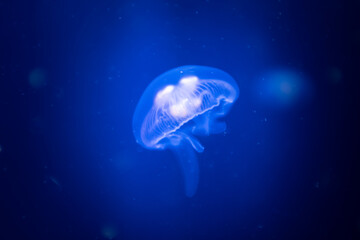 Transparent common jelly fish medusa close up still on a blue dark background