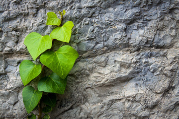 Montbonnot France 13 11 2022 ivy climbing on stone wall