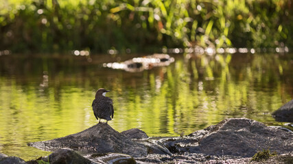 Wasseramsel