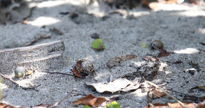 Hermit crabs walking on a beach sand