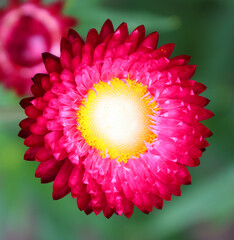 As the name suggests, the immortal, even picked, does not fade. Its characteristic smell gives the...