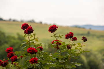 Roses in different hues in natural light