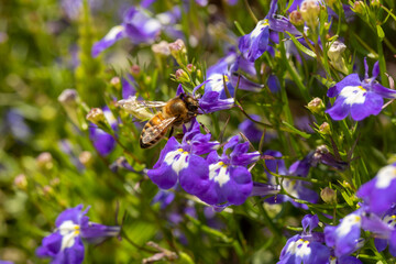 Macro of honeybee on flowers, collecting pollen