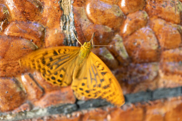 Habitat for insects, wildflowers and herbs in rural garden.