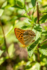Habitat for insects, wildflowers and herbs in rural garden.
