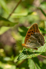 Habitat for insects, wildflowers and herbs in rural garden.