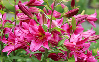 Amaryllis is the only genus in the subtribe Amaryllidinae (tribe Amaryllideae). It is a small genus of flowering bulbs, with two species.