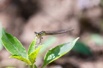 Enallagma cyathigerum (common blue damselfly, common bluet, or northern bluet)