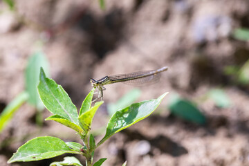 Enallagma cyathigerum (common blue damselfly, common bluet, or northern bluet)
