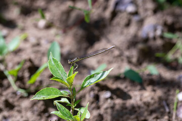 Enallagma cyathigerum (common blue damselfly, common bluet, or northern bluet)