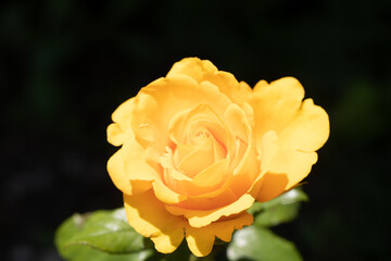 Roses in different hues in natural light