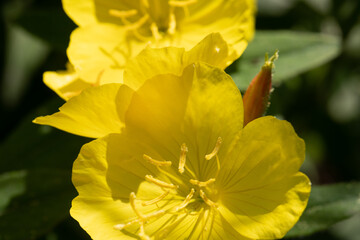 Habitat for insects, wildflowers and herbs in rural garden.